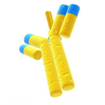Sheep RBC, Rabbit anti-IgM fract.